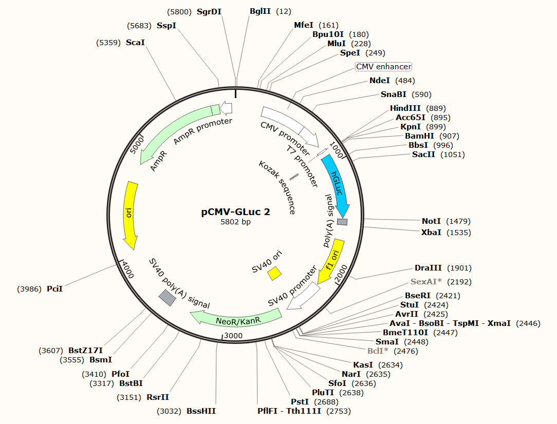 pCMV-GLuc 2载体图谱
